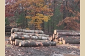 Log Piles2