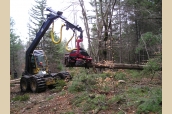 Tree Harvester